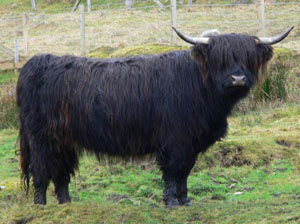 Similar type of breed to the Drovers Cattle