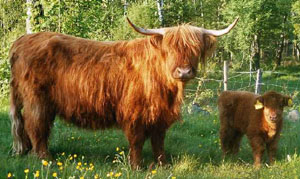Colour of the Cattle typical of the Breed today.